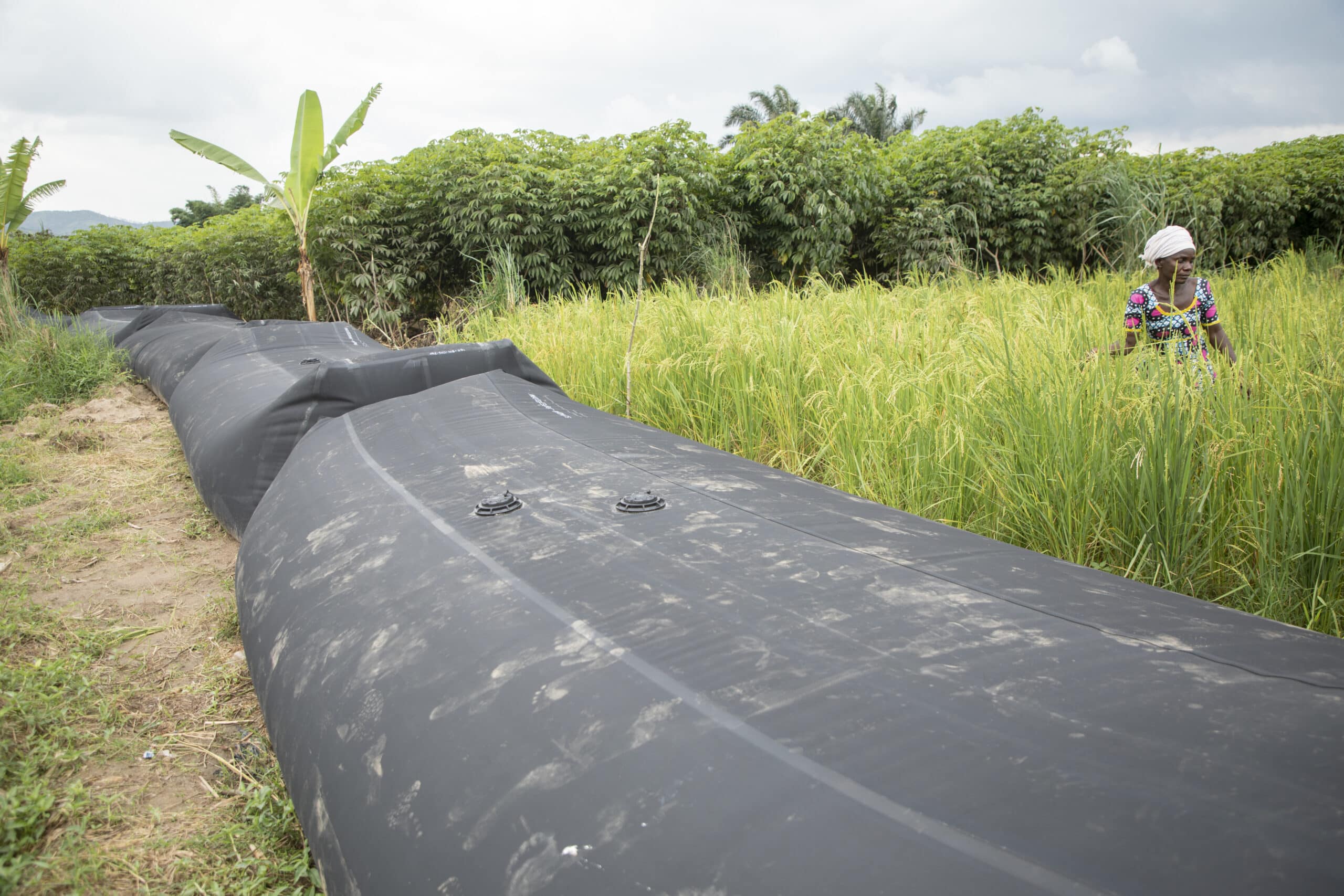 Large black irrigation bags lie in a field of crops, with a person wearing a hat working among the plants in the background under a cloudy sky.