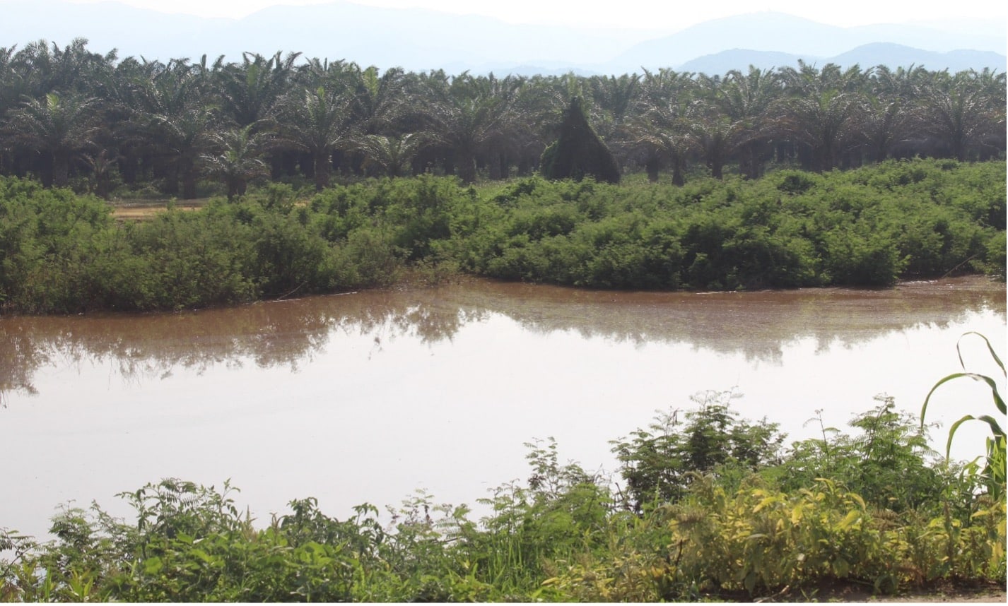 A tranquil landscape with a calm river in the foreground, lush green vegetation lining the banks, and a dense line of palm trees under a hazy sky in the background.