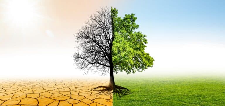 A single tree divides a dry, cracked landscape from a lush, grassy field, representing contrasting environmental conditions.
