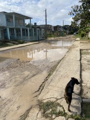 A muddy street with puddles in a residential area, lined with houses. A small black dog walks along the concrete sidewalk.