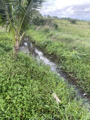 A narrow stream winds through a grassy field, showcasing the serene beauty of Cuba's landscape. A small palm tree stands beside it, a testament to nature's climate resilience under the partly cloudy sky.