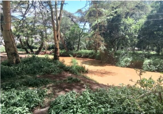 A muddy river flows through a green, wooded area with trees and dense vegetation on both banks under a bright, sunny sky.