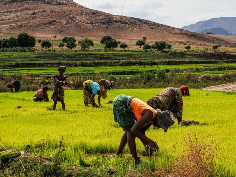 A group of people work bent over in a lush green rice field, supported by sustainable finance for water resilience, with hills and trees in the background under a partly cloudy sky.
