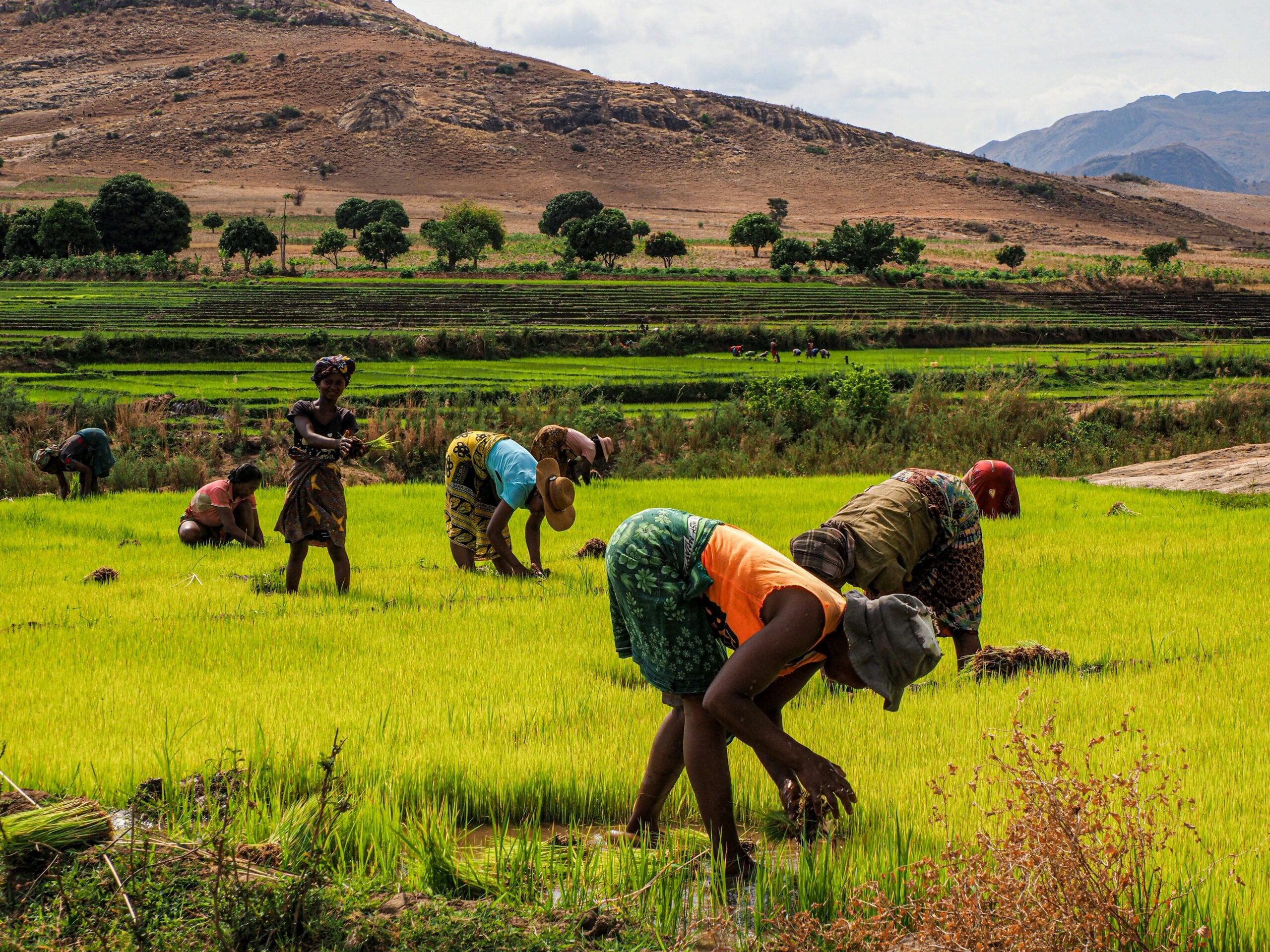 A group of people work bent over in a lush green rice field, supported by sustainable finance for water resilience, with hills and trees in the background under a partly cloudy sky.